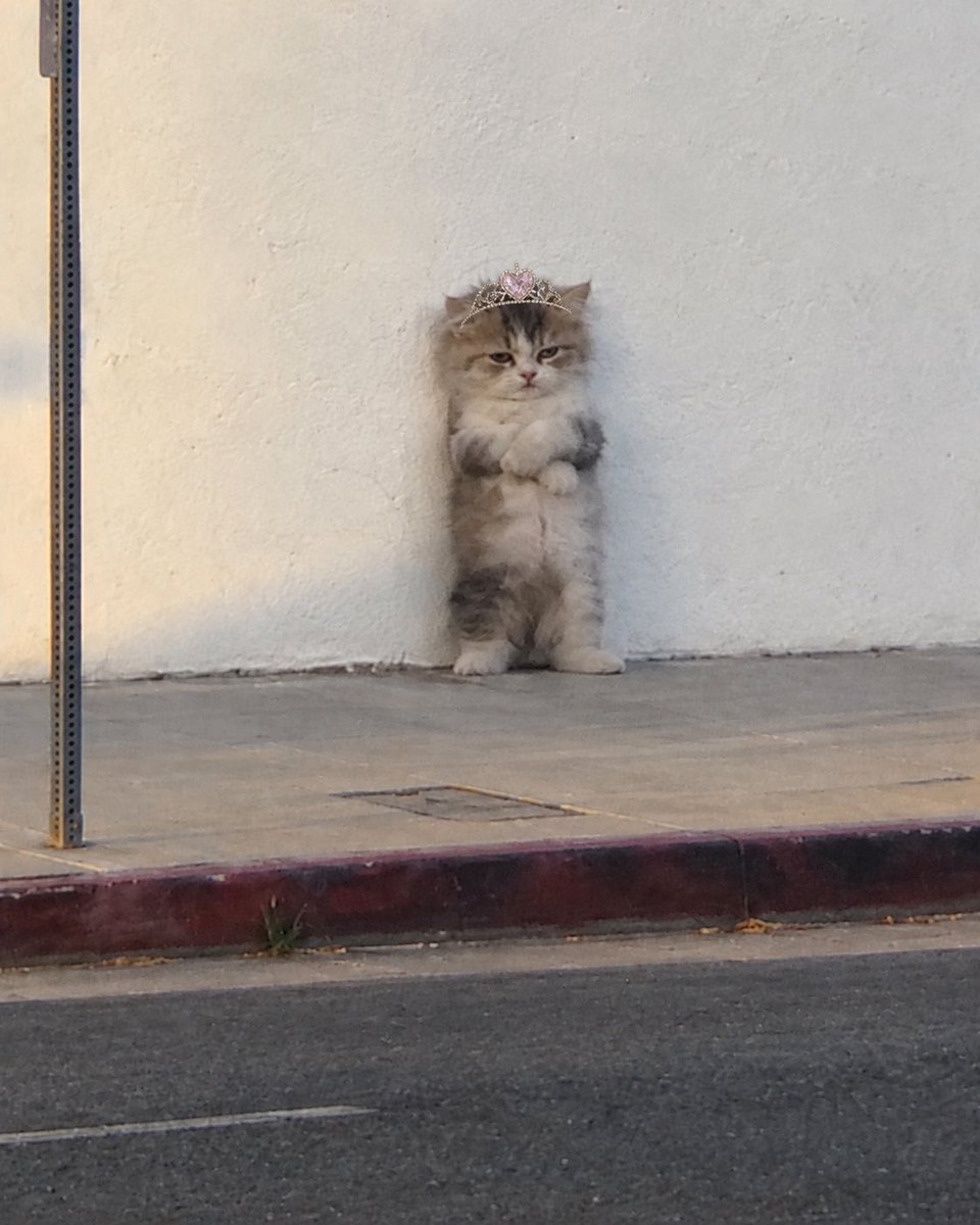 PURRINCESS