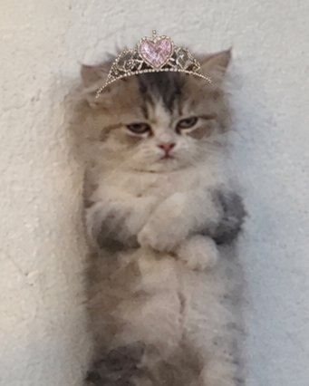 PURRINCESS